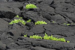 pico azores lava field by the sea detail photo