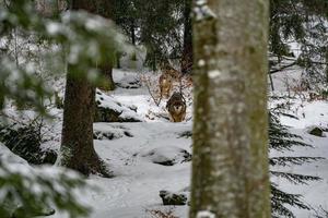 lobo gris en la nieve foto