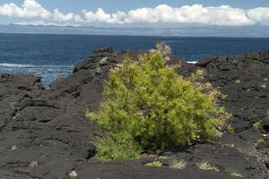 pico azores lava field by the sea detail photo