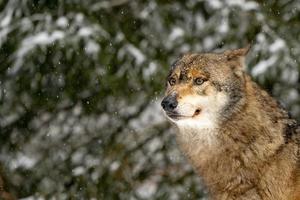 lobo gris en la nieve foto