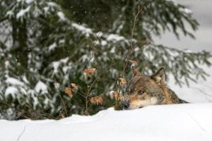 lobo gris en la nieve foto