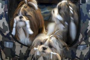 Shi tzu dog beauty salon photo