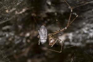 Spider while making cocoon on a fly trapped in the web photo