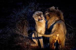 leones apareándose en el parque kruger sudáfrica por la noche foto