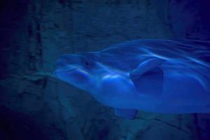 Beluga underwater close up portrait looking at you photo