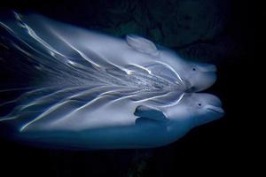 Beluga underwater close up portrait looking at you photo