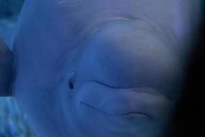 detalle de primer plano del acuario beluga foto