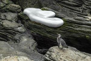 Magellanic pinguin close up portrait photo