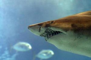 tiburón toro submarino boca dientes mandíbulas cerrar foto