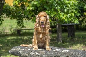 Cachorro feliz cocker spaniel en la hierba verde foto