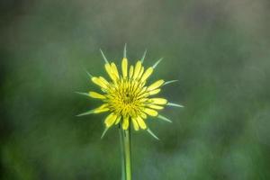 burbuja bokeh naturaleza planta flor foto