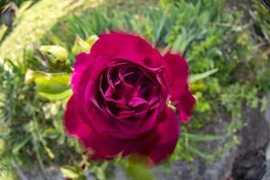 flor rosa roja moviéndose en el viento foto