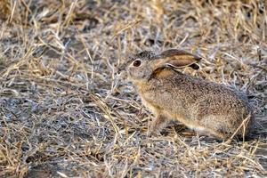 Frightened rabbit in Kruger Park photo