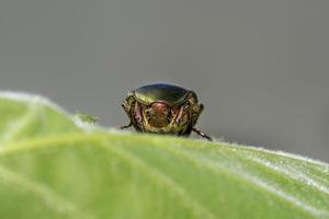 verde metalizado beatle cetonia aurata foto