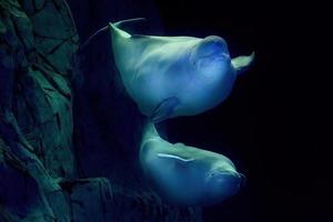 Beluga underwater close up portrait looking at you photo