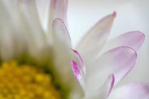 daisy flower leaf ultra macro detail photo