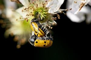 Ladybug while mating on a flower photo