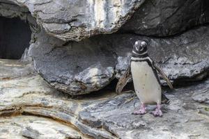 Magellanic pinguin close up portrait photo