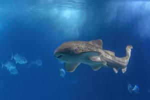 Zebra shark underwater coming to you photo