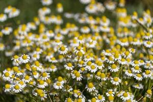 camomille flowers field photo