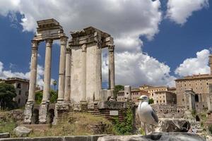 seagull in imperial forums rome photo