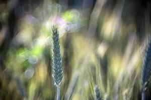 creciente detalle de campo de trigo verde foto