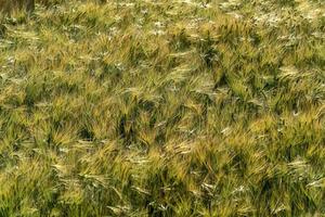 Green Wheat spikes field moved by wind photo