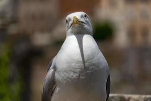 seagull in imperial forums rome photo