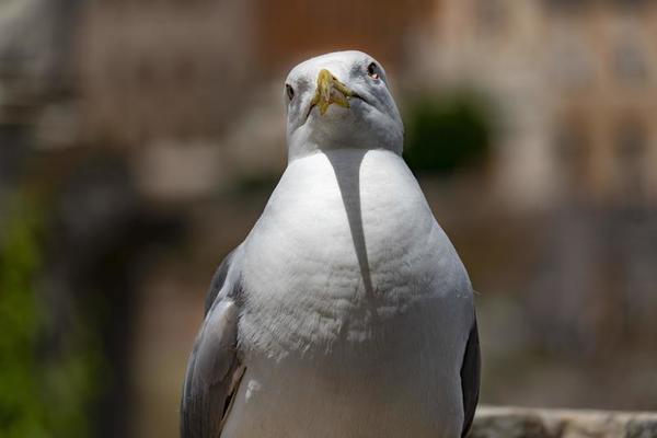 seagull in imperial forums rome
