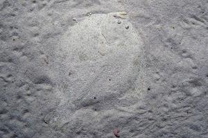 Turbot flat fish hiding in the sand photo