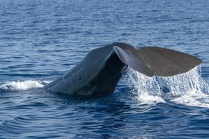 Sperm whale in the mediterranean sea tail detail photo