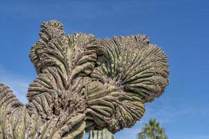 Warrior Shape Guerrero baja california giant desert cactus close up photo