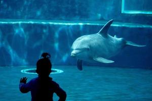 dolphin tank in aquarium playing with humans photo