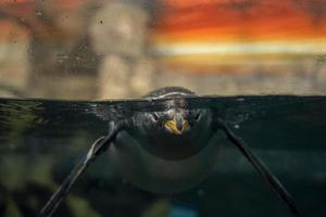 pingüino papúa nadando bajo el agua hacia ti foto