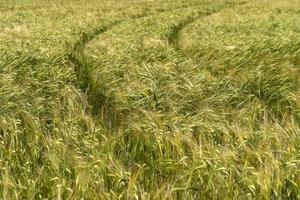 campo de espigas de trigo verde movido por el viento foto