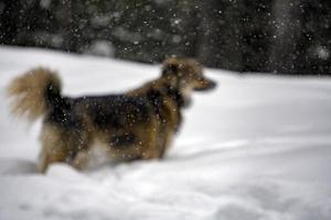 Dog portrait in the snow background photo