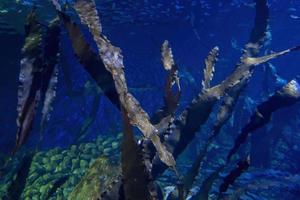 kelp forest ocean underwater seascape photo