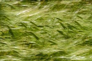 Green Wheat spikes field moved by wind photo