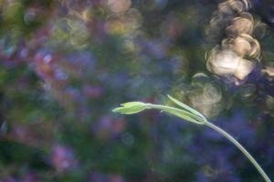 burbuja bokeh naturaleza planta flor foto