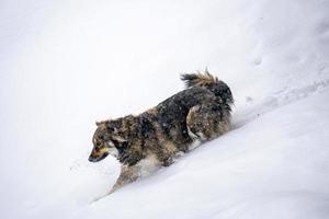 perro en la nieve en invierno en las montañas dolomitas foto