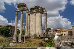 gaviota en foros imperiales roma foto