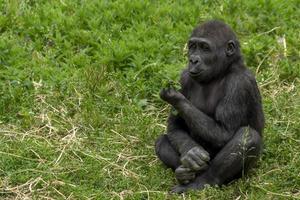 bebé gorila mono simio retrato foto