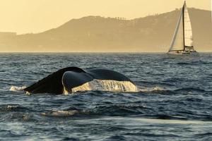 ballena jorobada golpeando la cola en cabo san lucas foto