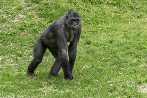 female black gorilla monkey ape portrait photo