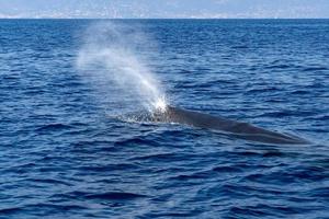 Sperm whale in the mediterranean sea photo