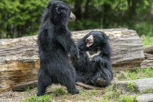 sloth bears while fighting photo