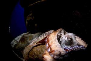 octopus underwater close up portrait photo