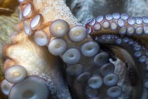 octopus underwater close up portrait photo