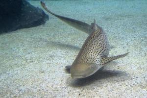 Zebra shark portrait on sand photo