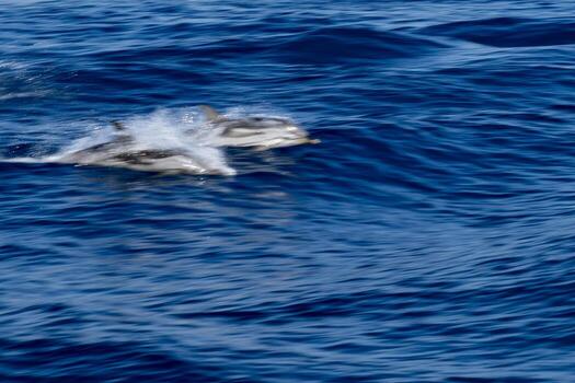 Move effect on Dolphin while jumping in the deep blue sea photo
